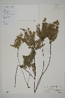 扇葉鐵線蕨藏品圖，第1張