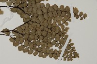 扇葉鐵線蕨藏品圖，第3張