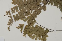 扇葉鐵線蕨藏品圖，第4張