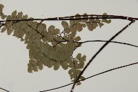 扇葉鐵線蕨藏品圖，第5張