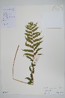 登錄號:P010466藏品圖，第1張