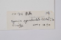 刺蕨藏品圖，第2張