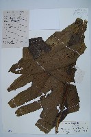 箭葉星蕨藏品圖，第1張