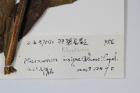 箭葉星蕨藏品圖，第2張