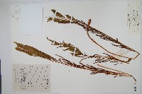 狹葉紫萁藏品圖，第1張