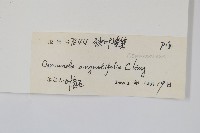 狹葉紫萁藏品圖，第2張