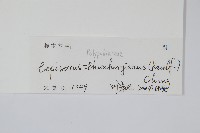 瓦葦藏品圖，第2張