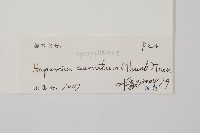 千層塔藏品圖，第2張