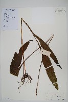 萊氏線蕨藏品圖，第1張