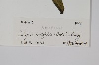 萊氏線蕨藏品圖，第2張