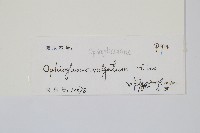 瓶爾小草藏品圖，第2張