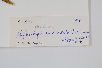 腎蕨藏品圖，第2張