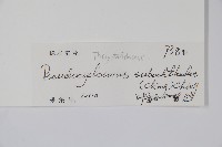 普通假毛蕨藏品圖，第2張