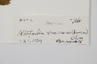 淡綠短腸蕨藏品圖，第2張