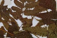 淡綠短腸蕨藏品圖，第3張