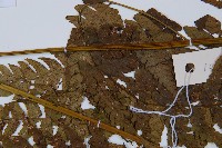 淡綠短腸蕨藏品圖，第4張