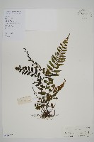 毛軸鐵角蕨藏品圖，第1張