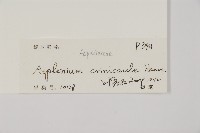 毛軸鐵角蕨藏品圖，第2張