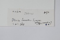 傅氏鳳尾蕨藏品圖，第2張