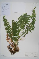 翅軸假金星蕨、短柄卵果蕨藏品圖，第1張