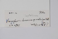 翅軸假金星蕨、短柄卵果蕨藏品圖，第2張