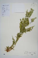 全緣卷柏藏品圖，第1張