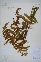 菜蕨藏品圖，第1張