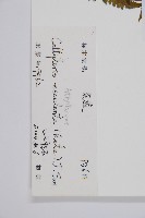 菜蕨藏品圖，第2張