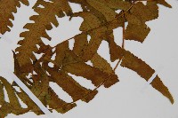 菜蕨藏品圖，第3張