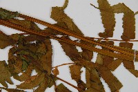 菜蕨藏品圖，第4張