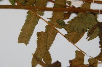 菜蕨藏品圖，第5張