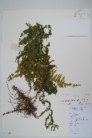 密腺副金星蕨藏品圖，第1張