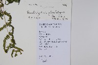 密腺副金星蕨藏品圖，第2張