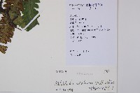 耳羽短腸蕨藏品圖，第5張