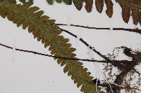 耳羽短腸蕨藏品圖，第6張