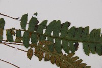 耳羽短腸蕨藏品圖，第7張