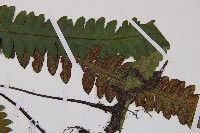 耳羽短腸蕨藏品圖，第8張