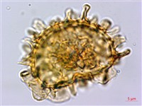 耳羽短腸蕨藏品圖，第2張