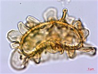 耳羽短腸蕨藏品圖，第3張