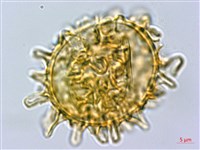 耳羽短腸蕨藏品圖，第4張