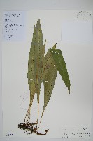 擬瓦葦藏品圖，第2張