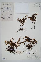 細葉蕗蕨藏品圖，第1張