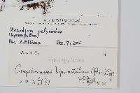 細葉蕗蕨藏品圖，第2張