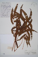 柄葉鱗毛蕨藏品圖，第1張