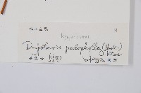 柄葉鱗毛蕨藏品圖，第2張