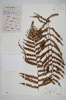 登錄號:P010490藏品圖，第1張