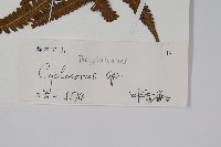 登錄號:P010490藏品圖，第2張