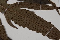 翅柄三叉蕨藏品圖，第3張