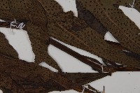 翅柄三叉蕨藏品圖，第4張