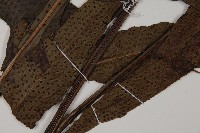 翅柄三叉蕨藏品圖，第5張